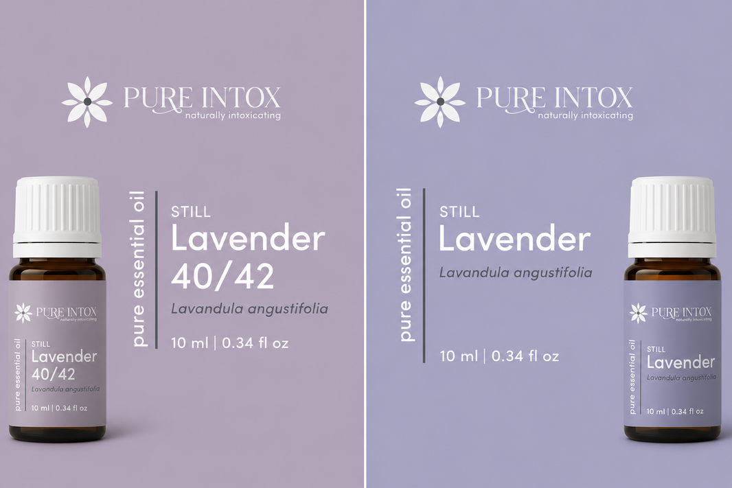 Lavender 40/42 vs Lavender: What’s the Difference?