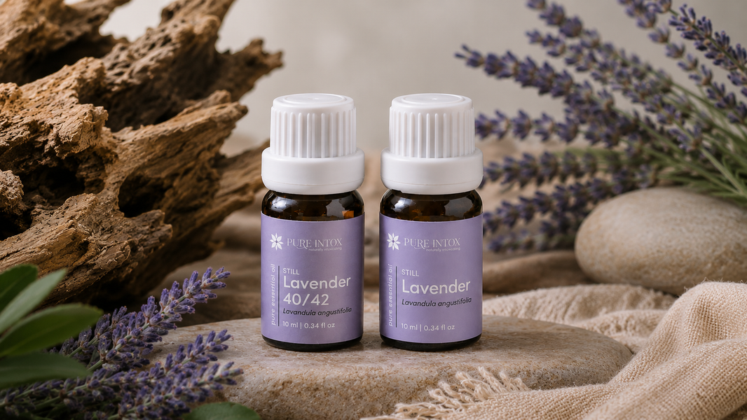 Lavender 40/42 vs Lavender: What’s the Difference?
