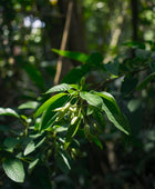 Cardamom