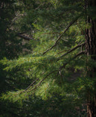 Organic Cedarwood Atlas