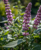 Clary Sage
