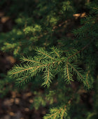 Cypress