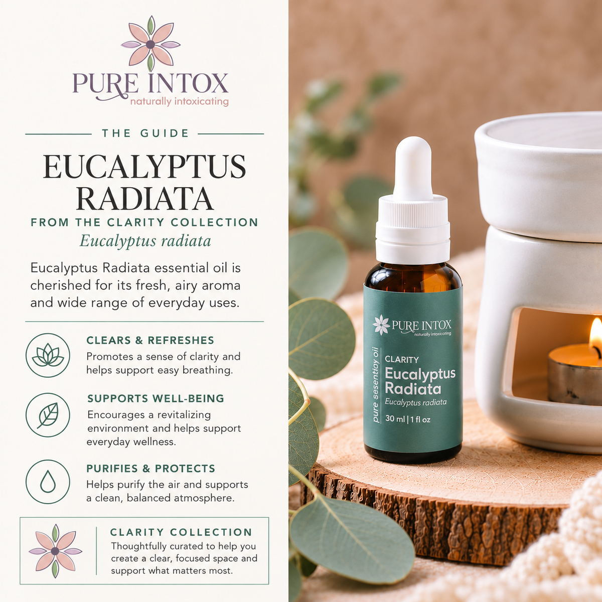 Eucalyptus Radiata Essential Oil
