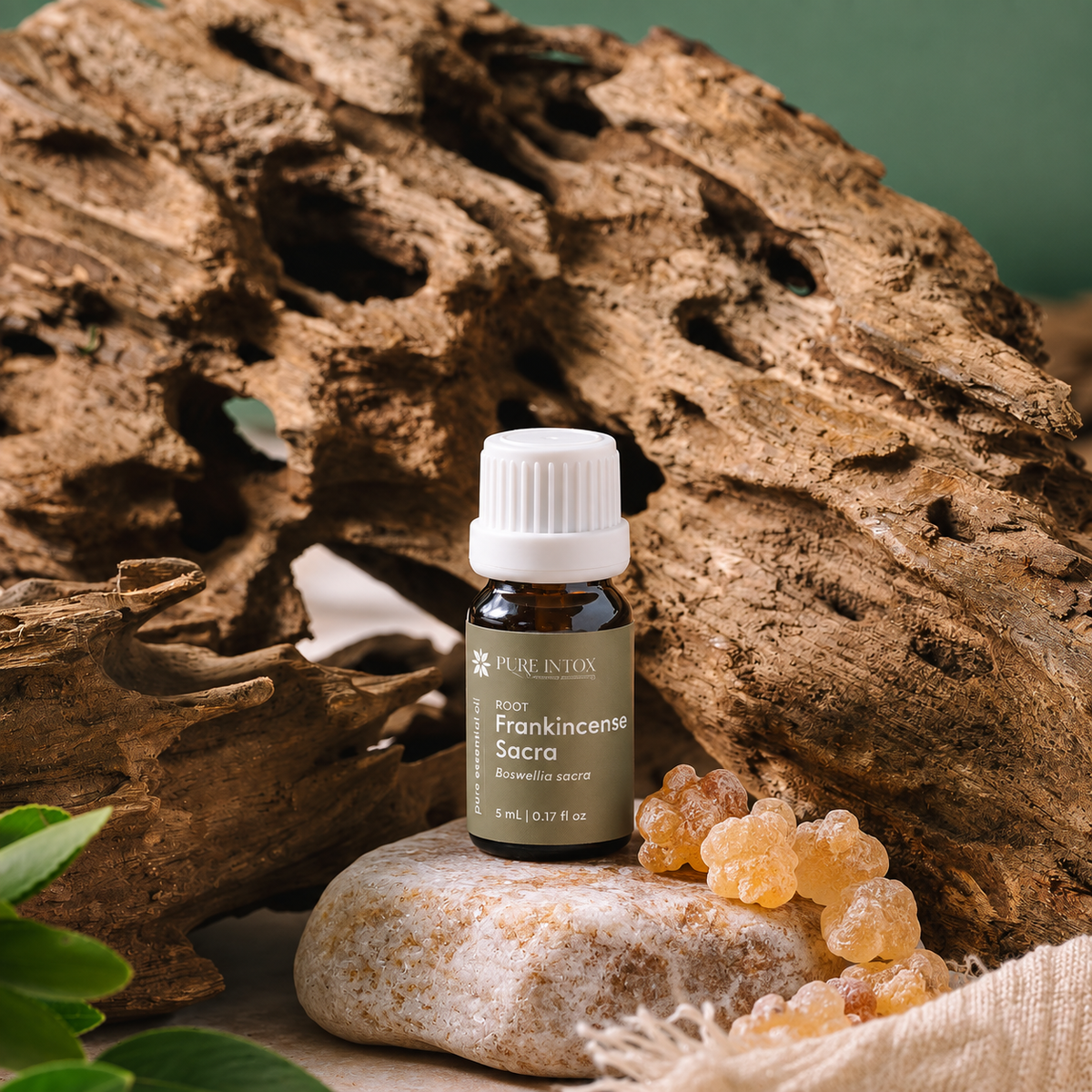 A small amber glass bottle of Pure Intox Frankincense Sacra essential oil with a white cap, styled on a stone in front of a large piece of driftwood with green leaves and amber resin beads.
