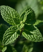 Organic Bergamot Mint