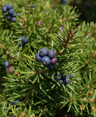 Juniper Berry
