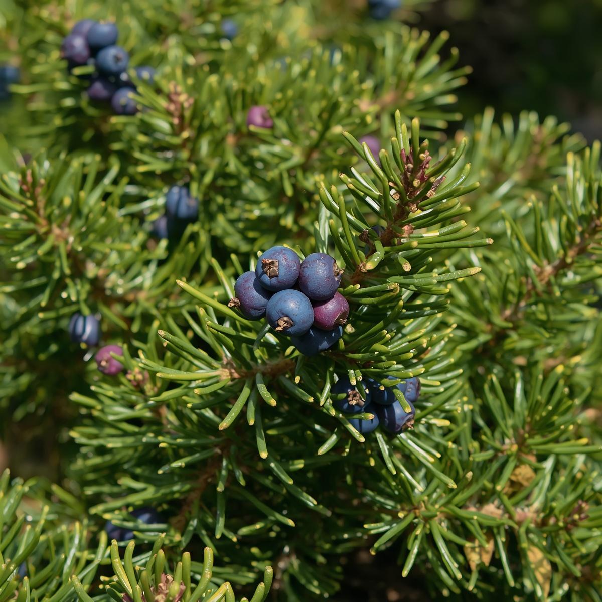 Juniper Berry