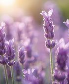 Lavender 40/42