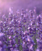 Organic Lavender