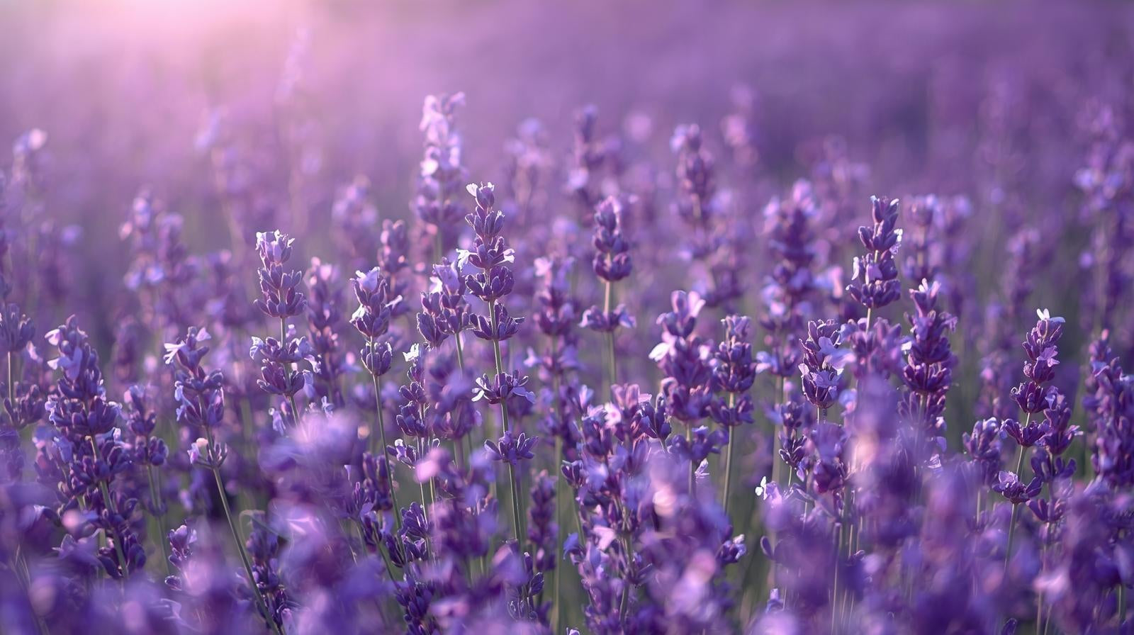 Organic Lavender
