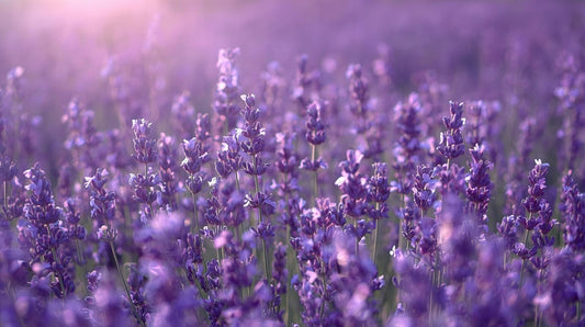 Organic Lavender
