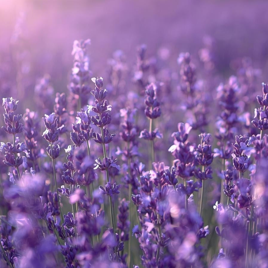 Lavender, Organic Essential Oil