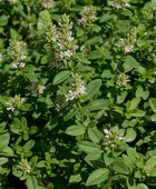 Marjoram Sweet