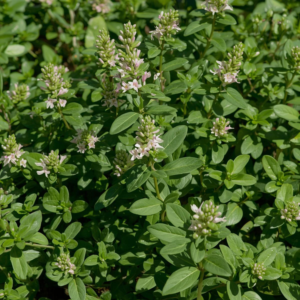 Marjoram Sweet