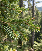 Close-up of green pine branches with needles and small cones, photographed outdoors against a blurred forest background.