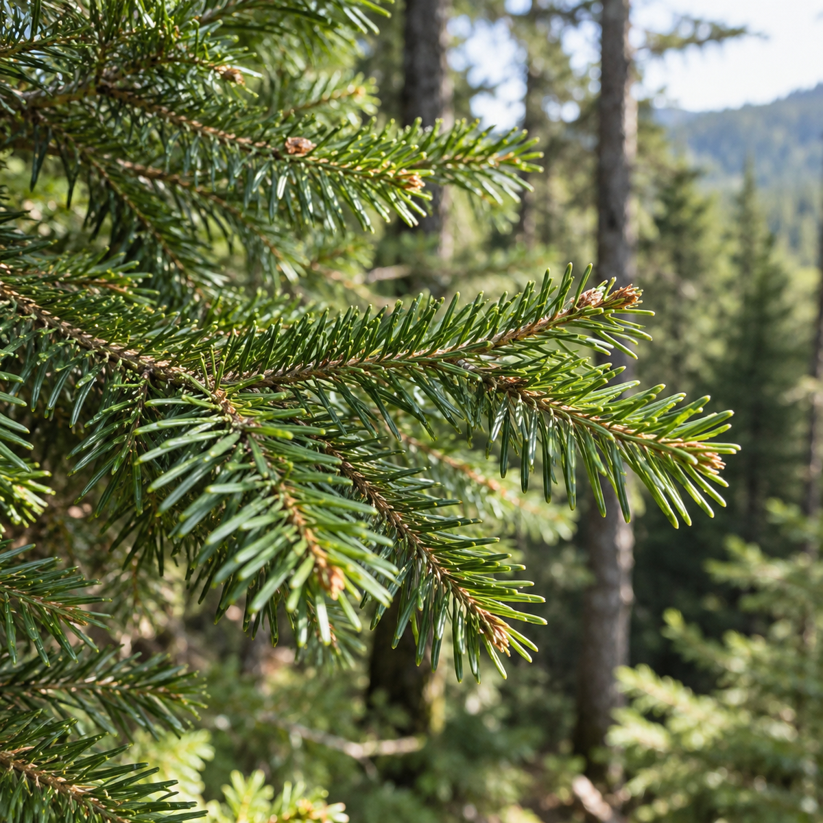 Close-up of green pine branches with needles and small cones, photographed outdoors against a blurred forest background.