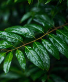 Laurel Leaf