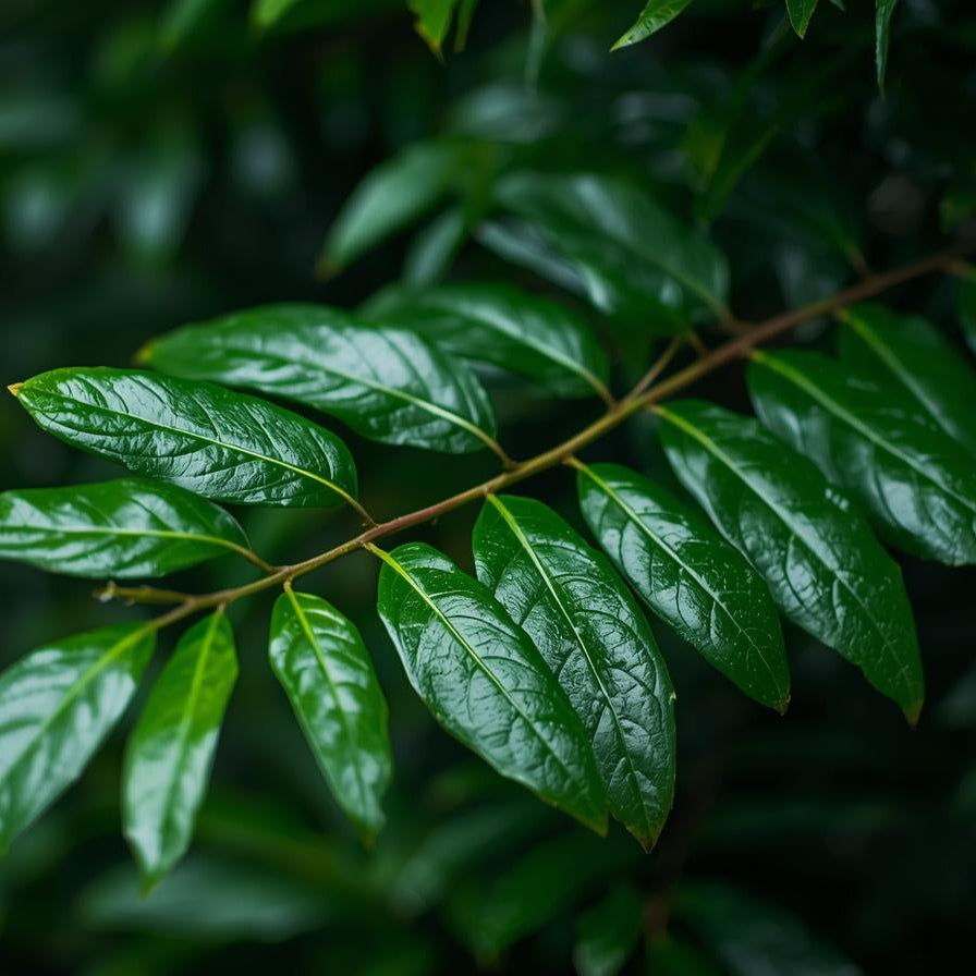 Laurel Leaf Essential Oil