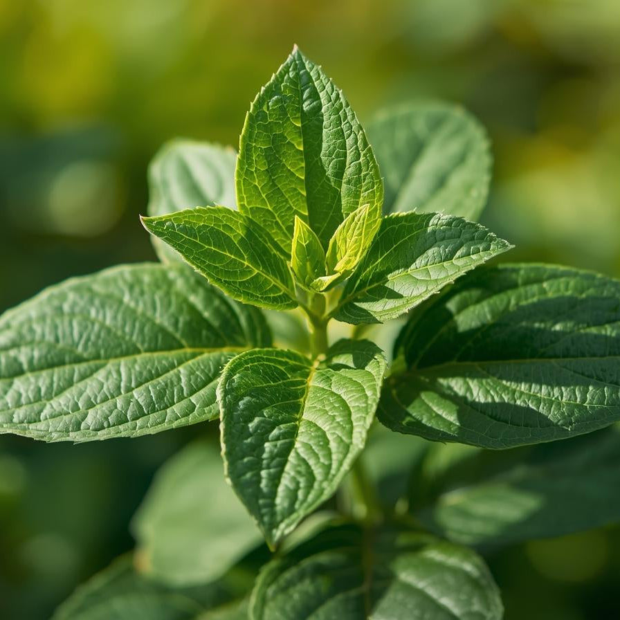 Patchouli Dark Essential Oil