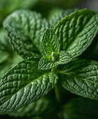 Peppermint Essential Oil