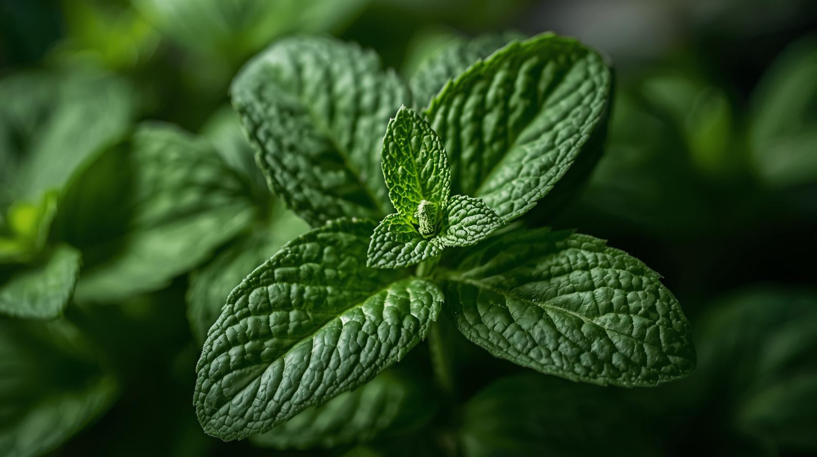 Peppermint Essential Oil