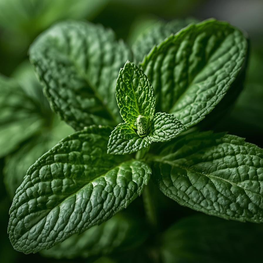 Peppermint Essential Oil