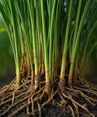 Vetiver