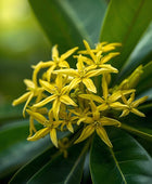 Ylang Ylang Complete