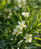 Organic Tea Tree