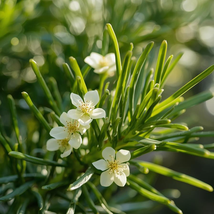 Tea Tree, Organic Essential Oil