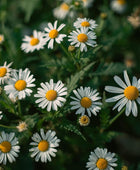 Chamomile Roman