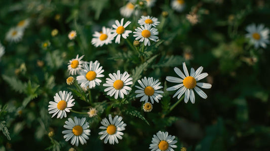 Chamomile Roman