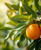 Organic Sweet Orange