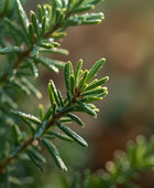 Rosemary