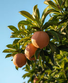 Grapefruit Pink