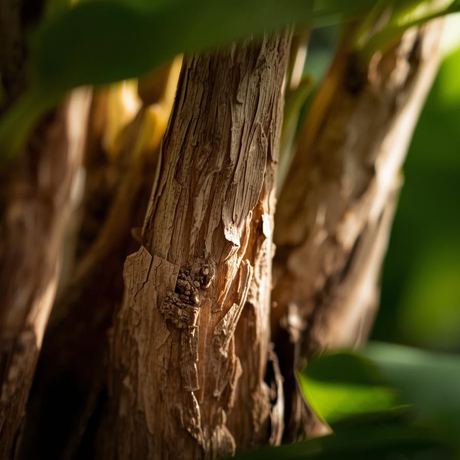 Sandalwood Australian Essential Oil