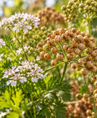 Coriander Seed Essential Oil