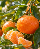 Tangarine, Organic Essential Oil