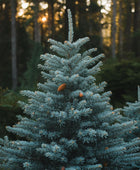 Tall evergreen tree with a forest background during sunset.