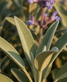 Sage