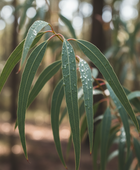 Eucalyptus Radiata