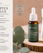Eucalyptus Globulus