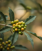 Litsea Cubeba (May Chang)
