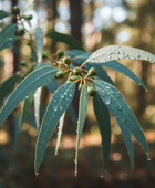 Organic Eucalyptus Globulus