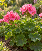 Geranium