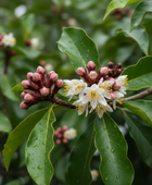 Clove Bud