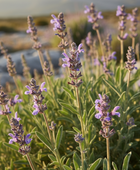 Spanish Sage